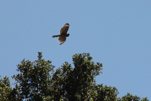 iNaturalist observation photo of Red-shouldered Hawk