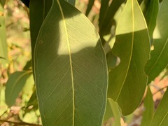 Eucalyptus yarraensis