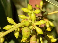 Eucalyptus yarraensis