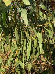 Eucalyptus yarraensis