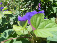 Ipomoea indica