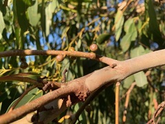 Eucalyptus yarraensis