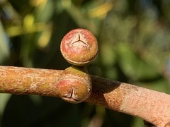 Eucalyptus yarraensis