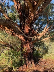 Eucalyptus yarraensis