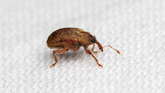 Lignyodes