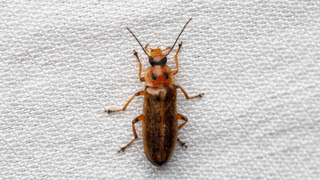 Osphya bipunctata