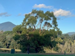 Eucalyptus yarraensis