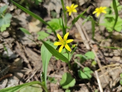Gagea granulosa