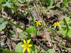 Gagea granulosa
