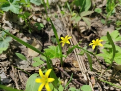 Gagea granulosa