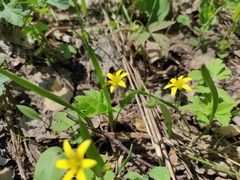 Gagea granulosa