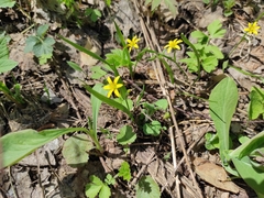 Gagea granulosa