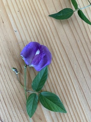 Fabaceae