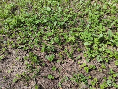 Erythronium sibiricum