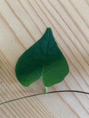 Magnoliopsida