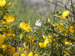 Melanargia arge
