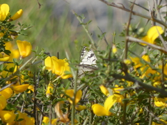 Melanargia arge