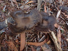 Entoloma conferendum