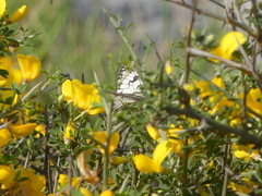 Melanargia arge