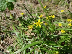 Gagea granulosa
