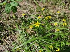 Gagea granulosa