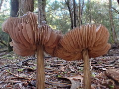 Entoloma conferendum