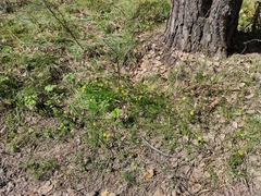 Gagea granulosa