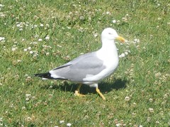 Larus michahellis