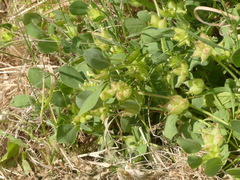 Tripodion tetraphyllum