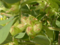 Tripodion tetraphyllum