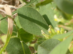 Tripodion tetraphyllum