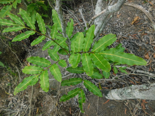 Cupaniopsis trigonocarpa observed 2022-05-12