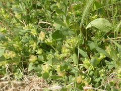 Tripodion tetraphyllum