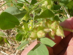 Tripodion tetraphyllum