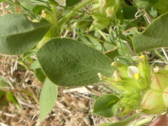Tripodion tetraphyllum