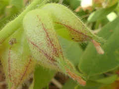 Tripodion tetraphyllum