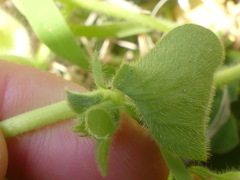 Tripodion tetraphyllum