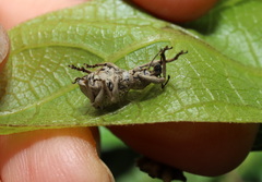 Leptopius tetraphysodes