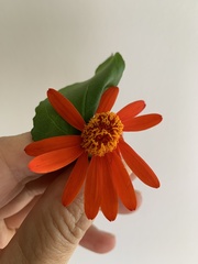 Magnoliopsida