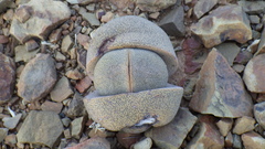 Pleiospilos