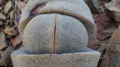 Pleiospilos