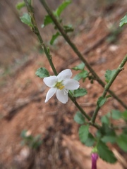 Malvaceae