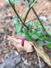 Malvaceae