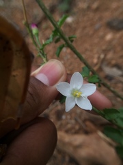 Malvaceae