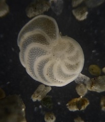 Cibicidoides wuellerstorfi