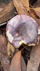 Russula lenkunya