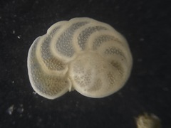 Cibicidoides wuellerstorfi