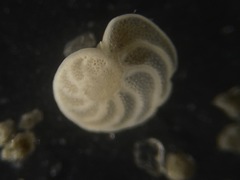 Cibicidoides wuellerstorfi