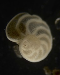 Cibicidoides wuellerstorfi