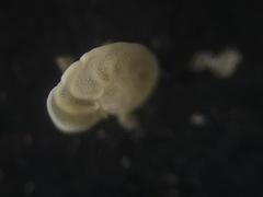 Cibicidoides wuellerstorfi